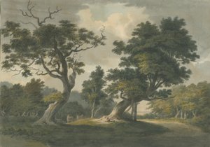 Needwood Bos: aquarel schilderij, nd [begin 19e eeuw]