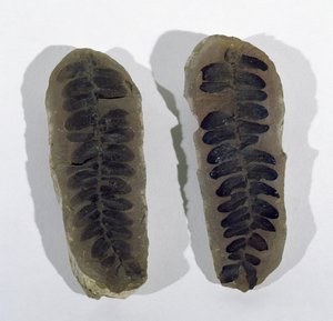 Neuropteris (Frond van Zeevaren) gevonden in Coseley, Staffordshire, Boven-Carboonperiode door Unbekannt