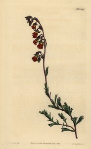 Nachtgeurende hermannia, Hermannia flammea door Unbekannt