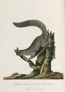 Norfolk Island vliegende eekhoorn, Australië, c 1788 door Unbekannter Künstler