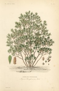 Noordelijke wasbes, Myrica pensylvanica, cirier de pensylivanie door Unbekannt