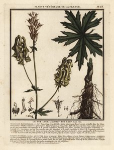 Noordelijke monnikskap, Aconitum lycoctonum door Unbekannter Künstler