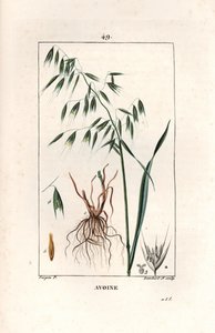Haver Cultivee of Byzantijnse haver - Gravure door Lambert fils, naar een tekening van Pierre Jean Francois Turpin, uit La flore medicale, door Chaumeton, Poiret et Chamberet, Parijs 1830 - Haver, Avena sativa door Unbekannter Künstler