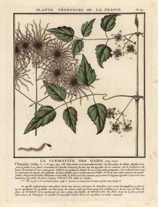 Bosrank, Clematis vitalba door Unbekannter Künstler