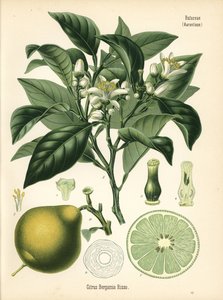 Oranje bergamot, Citrus bergamia. Chromolithografie naar een botanische illustratie uit Hermann Adolph Koehler