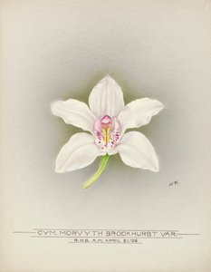 Orchidee door Unbekannter Künstler