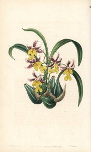 Orchidee variëteit Oncidium - Oncidium ghiesbreghtianum orchidee