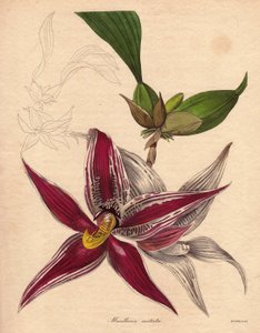 Orchidee variëteit, Paphinia (Maxillaria) cristata, endemische soort in noordelijk Zuid-Amerika. Een hangende bloeiwijze met een stervormige bloem, karmozijnrode kleur met witte strepen. Illustratie door Augusta Innes Withers (1793-1877), in The Botanist,  door Unbekannter Künstler