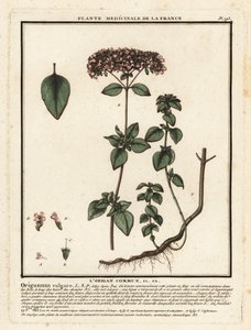 Oregano of wilde marjolein, Origanum vulgare door Unbekannter Künstler