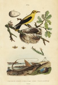 Oriole merel, Gymnomystax mexicanus, nest en eieren, chocolade loricarid gepantserde meerval, Loricaria cataphracta, en dennenbladwesp, Neodiprion sertifer door Unbekannt