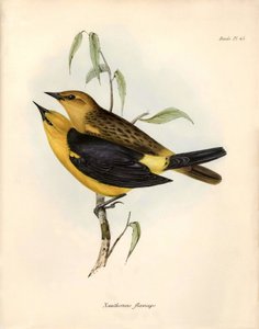 Ornithologie: 