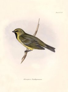 Ornithologie: Chlorospiza xanthogramma Beschrijving van een zangvogel door Charles Darwin (1809-1882) waargenomen tijdens zijn expeditie aan boord van de Beagle. Plaat uit The zoology of the voyage of H.M.S. Beagle. Deel III, Vogels beschreven door John Go door Unbekannter Künstler