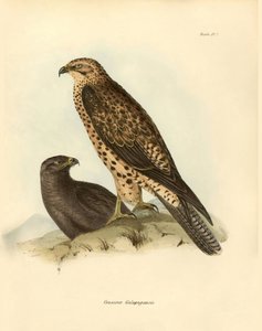 Ornithologie: 