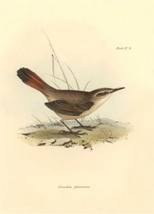 Ornithologie: Eremobius phoenicurus beschreven door Charles Darwin tijdens zijn expeditie aan boord van de Beagle. Plaat uit The zoology of the voyage of H.M.S. Beagle. Deel III, Vogels beschreven door John Gould, met opmerking over hun gewoonten door Char