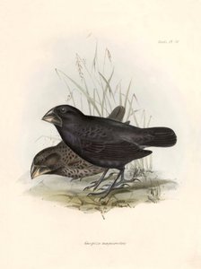 Ornithologie: Geospiza magnirostris of geospize een grote snavel Beschrijving van een zangvogel door Charles Darwin (1809-1882) geobserveerd tijdens zijn expeditie aan boord van de Beagle. Plaat uit The zoology of the voyage of H.M.S. Beagle. Deel III, Vog door Unbekannter Künstler