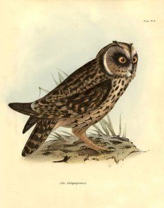 Ornithologie: 