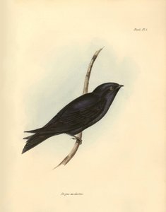 Ornithologie: Progne modestus van de zwaluwfamilie beschreven door Charles Darwin tijdens zijn expeditie aan boord van de Beagle. Plaat uit The zoology of the voyage of H.M.S. Beagle. Deel III, Vogels beschreven door John Gould, met opmerking over hun gewo door Unbekannter Künstler