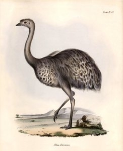 Ornithologie: Rhea Darwinii Nandou de Darwin geobserveerd en beschreven door Charles Darwin tijdens zijn expeditie aan boord van de Beagle. Plaat uit The zoology of the voyage of H.M.S. Beagle. Deel III, Vogels beschreven door John Gould, met opmerking ove door Unbekannter Künstler