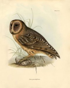 Ornithologie: 