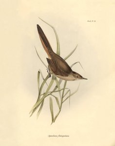Ornithologie: Synallaxis rufogularis beschreven door Charles Darwin tijdens zijn expeditie aan boord van de Beagle. Plaat uit The zoology of the voyage of H.M.S. Beagle. Deel III, Vogels beschreven door John Gould, met opmerking over hun gewoonten door Cha