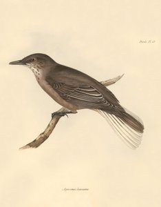 Ornithologie: De 