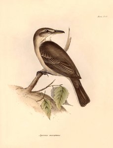 Ornithologie: De 