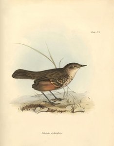 Ornithologie: De 