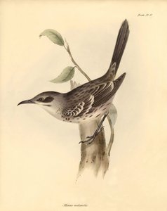 Ornithologie: De Mimus melanotis van de spotvogelfamilie beschreven door Charles Darwin tijdens zijn ontdekkingsreis aan boord van de Beagle. Plaat uit The Zoology of the voyage of H.M.S. Beagle onder het bevel van kapitein Fitzroy tijdens de jaren 1832 to door Unbekannter Künstler