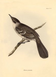 Ornithologie: De Mimus parnilus van de spotvogelfamilie beschreven door Charles Darwin tijdens zijn ontdekkingsreis aan boord van de Beagle. Plaat uit The Zoology of the voyage of H.M.S. Beagle onder het bevel van kapitein Fitzroy tijdens de jaren 1832 tot door Unbekannter Künstler