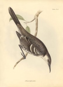 Ornithologie: De Mimus trifasciatus van de spotvogelfamilie beschreven door Charles Darwin tijdens zijn ontdekkingsreis aan boord van de Beagle. Plaat uit The Zoology of the voyage of H.M.S. Beagle onder het bevel van kapitein Fitzroy tijdens de jaren 1832 door Unbekannter Künstler