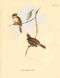 Ornithologie: De 