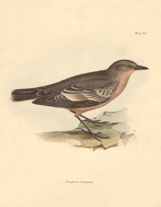 Ornithologie: De Taenioptera variegata beschreven door Charles Darwin tijdens zijn ontdekkingsreis aan boord van de Beagle. Plaat uit The Zoology of the voyage of H.M.S. Beagle onder het bevel van kapitein Fitzroy tijdens de jaren 1832 tot 1836 door Unbekannter Künstler