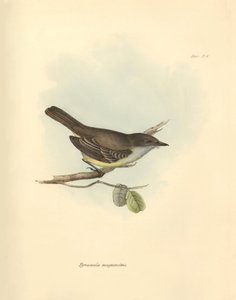 Ornithologie: De Tyrannula magnirostris van de vogel familie beschreven door Charles Darwin tijdens zijn ontdekkingsreis aan boord van de Beagle. Plaat uit The Zoology of the voyage of H.M.S. Beagle onder het bevel van kapitein Fitzroy tijdens de jaren 183 door Unbekannter Künstler