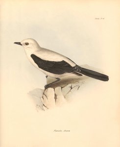 Ornithologie: De fluvicola azarea of vliegenvanger beschreven door Charles Darwin tijdens zijn ontdekkingsreis aan boord van de Beagle. Plaat uit The Zoology of the voyage of H.M.S. Beagle onder het bevel van kapitein Fitzroy tijdens de jaren 1832 tot 1836 door Unbekannter Künstler