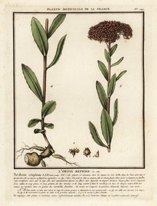 Hemelsleutel, Sedum telephium door Unbekannter Künstler