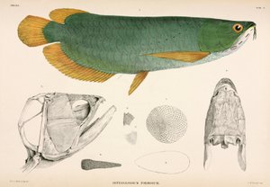 Osteoglossum formosum, Indonesië