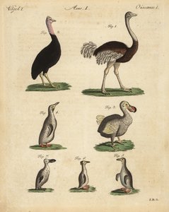 Struisvogel, kasuaris, uitgestorven dodo en pinguïnsoort