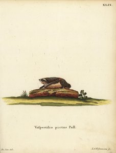 Geschilderde wollen vleermuis, Kerivoula picta. Vespertilio pictus Linn. Handgekleurde kopergravure door Jakob Andreas Eisenmann naar een illustratie van Jacques de Seve uit Johann Christian Daniel Schreber
