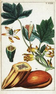 Papajavrucht, doorsnede, bloemen en bladeren, Carica papaya