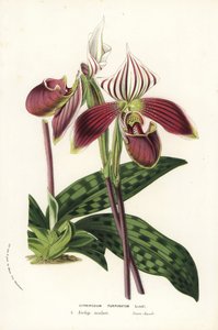 Paphiopedilum purpurpuratum orchidee (Cypripedium purpuratum). Handgekleurde lithografie uit Louis van Houtte en Charles Lemaire