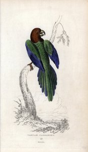 Papegaai pumpadour. Lithografie van Joseph Kidd, gebaseerd op een tekening van John Audubon, in Miscellany of Natural History: Parrots, Sir Thomas DiK Lauder en Captain Thomas Brown, gepubliceerd in Edinburgh, Schotland, in 1833