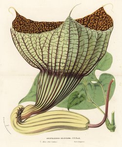 Pararistolochia goldieana (Aristolochia goldieana). Handgekleurde lithografie uit Louis van Houtte en Charles Lemaire