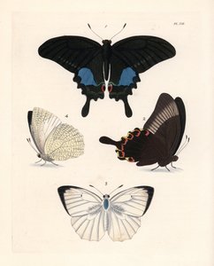Parijse pauwvlinder, Papilio paris 1,2, en gevlekte emigrant, Catopsilia pyranthe? 3.4. Handgekleurde lithografie uit John O. Westwood