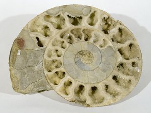 Parkinsonia (Ammoniet) gevonden in Dorset, Midden-Jura periode door Unbekannt