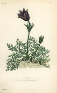 Wildemanskruid of bloedkruid, Anemone pulsatilla, Pulsatille