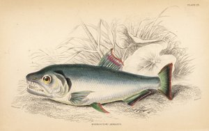 Payara, Hydrolycus armatus (Sterktandige hydrocyon, Hydrocyon? armatus). Handgekleurde staalgravure door W.H. Lizars naar een illustratie van James Stewart uit Robert Schomburg
