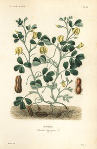 Pinda of aardnoot, Arachis hypogaea door Unbekannt