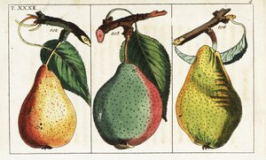 Peer variëteiten, Pyrus communis