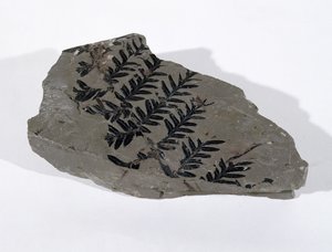 Pecopteris (Gymnosperm Frond) gevonden in Camerton, Somerset, Boven-Carboon periode