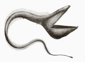 Pelikaanaal of Eurypharynx pelecanoides, een diepzeevis die zelden door mensen wordt gezien, uit 